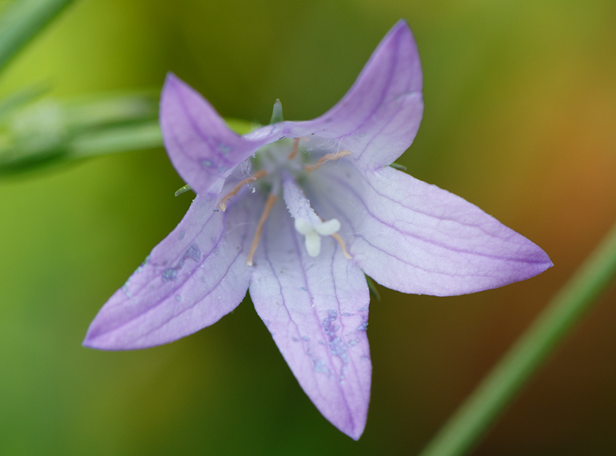 Campanula rapunculus e Campanula trachelium